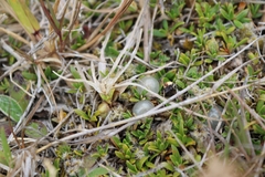Coprosma petriei