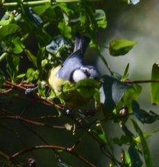 Cyanistes teneriffae