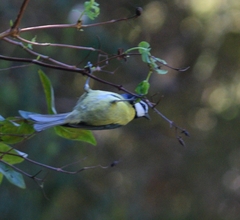 Cyanistes teneriffae