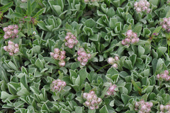 Antennaria rosea