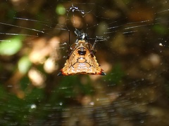 Micrathena excavata