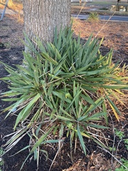 Yucca filamentosa
