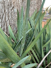 Yucca filamentosa
