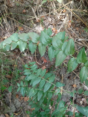 Coriaria myrtifolia image