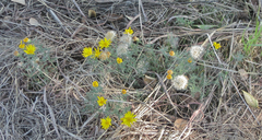 Xanthisma spinulosum pinnatifida