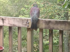 Hemiphaga novaeseelandiae