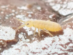 Isotomurus