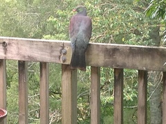 Hemiphaga novaeseelandiae