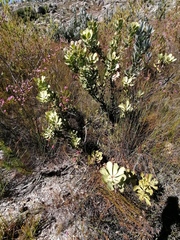 Leucadendron arcuatum