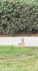 Sylvilagus audubonii