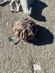 Lytechinus variegatus