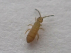 Isotomurus