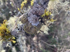 Pseudocyphellaria citrina