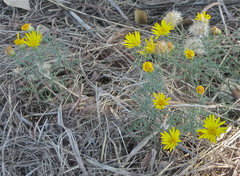 Xanthisma spinulosum pinnatifida