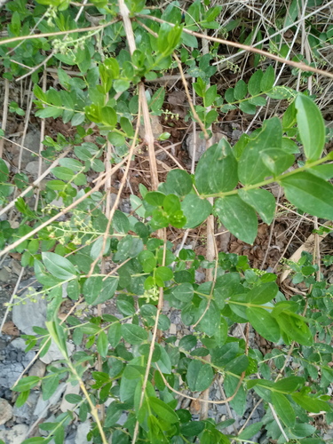 Coriariaceae image