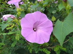 Ipomoea crinicalyx