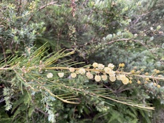 Acacia ptychoclada