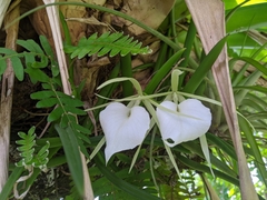 Brassavola nodosa
