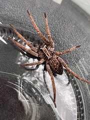 Mituliodon tarantulinus