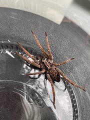 Mituliodon tarantulinus