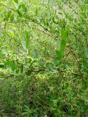 Coriaria myrtifolia image