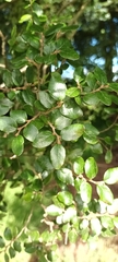 Nothofagus solandri