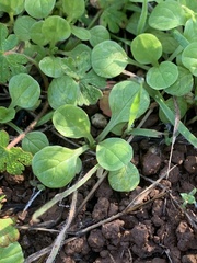 Plectritis