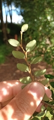 Nothofagus solandri