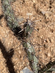 Cylindropuntia acanthocarpa
