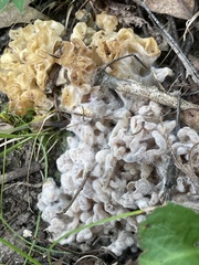 Sebacina sparassoidea