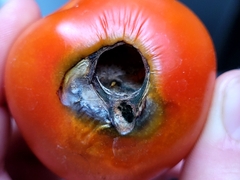 Helicoverpa armigera conferta