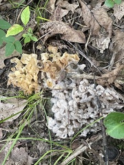 Sebacina sparassoidea