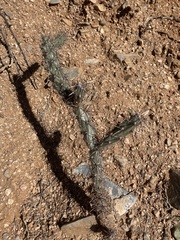 Cylindropuntia acanthocarpa