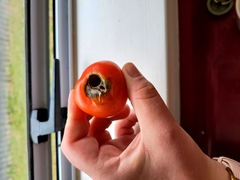 Helicoverpa armigera conferta