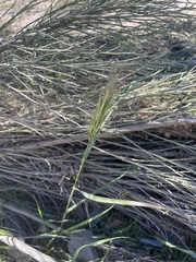 Bromus rubens