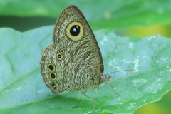 Ypthima baldus newboldi