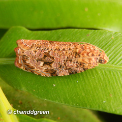 Phaecasiophora walsinghami