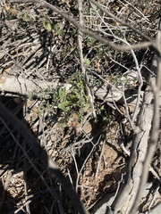 Acourtia nana