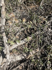 Acourtia nana