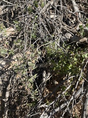 Acourtia nana