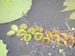 Salvinia