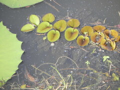 Salvinia