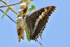 Charaxes saturnus