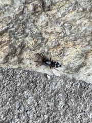 Herpyllinae
