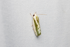Earias huegeliana