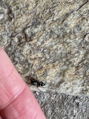 Herpyllinae