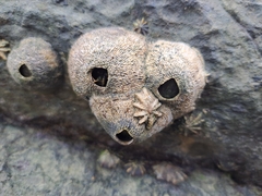 Hexanauplia