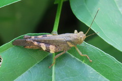 Apalacris varicornis