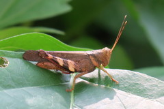 Apalacris varicornis