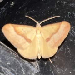 Anachloris subochraria